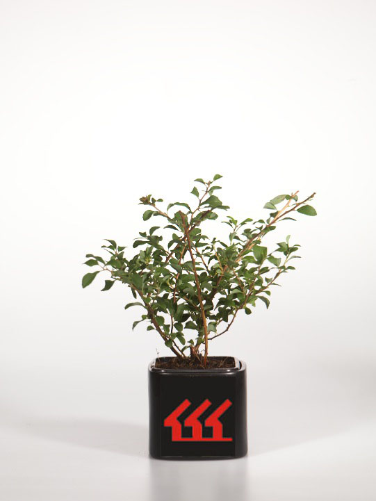 Спірея Ниппонська Спірея Ниппонська