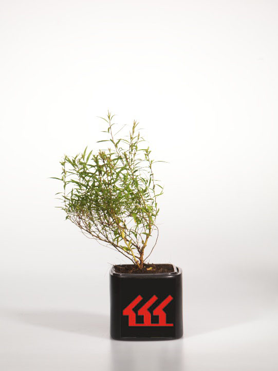 Спірея Тунберга Спірея Тунберга