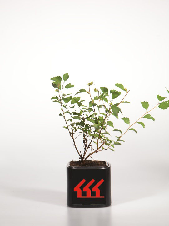 Спірея Вангутта Спірея Вангутта