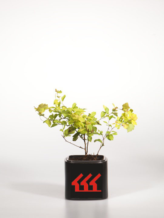 Спірея Вангутта Спірея Вангутта