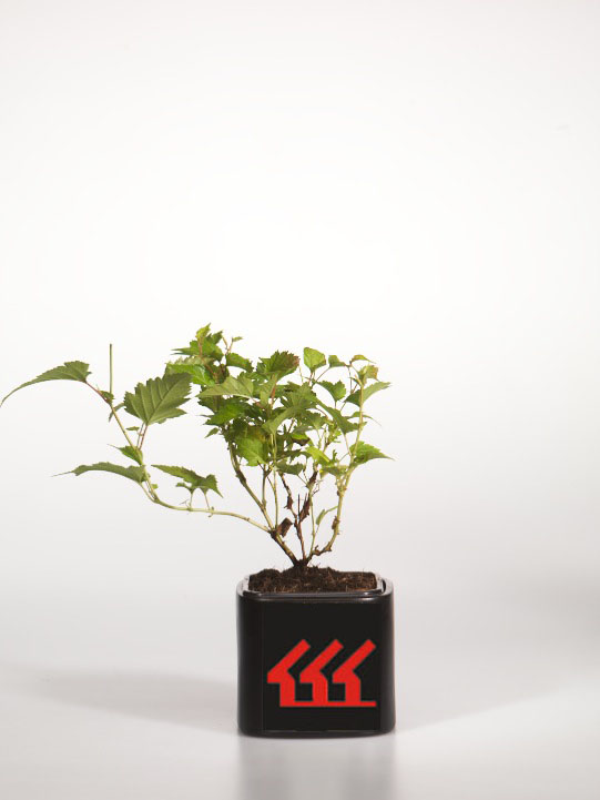 Стефанандра Танаки Стефанандра Танаки