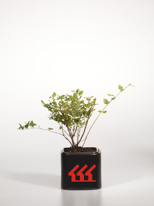 Сніжноягідник Хеноулта Сніжноягідник Хеноулта