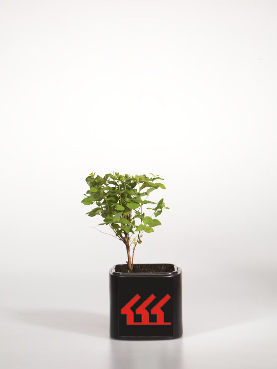 Сніжноягідник Доренбоза Сніжноягідник Доренбоза