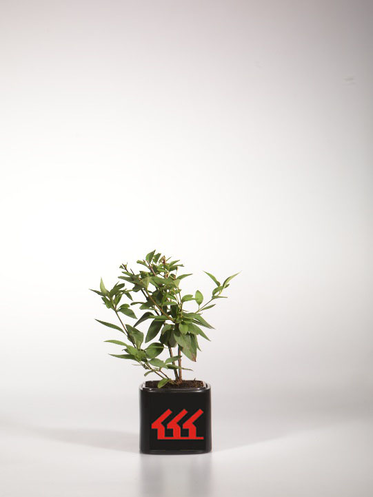 Бузок Китайська Бузок Китайська