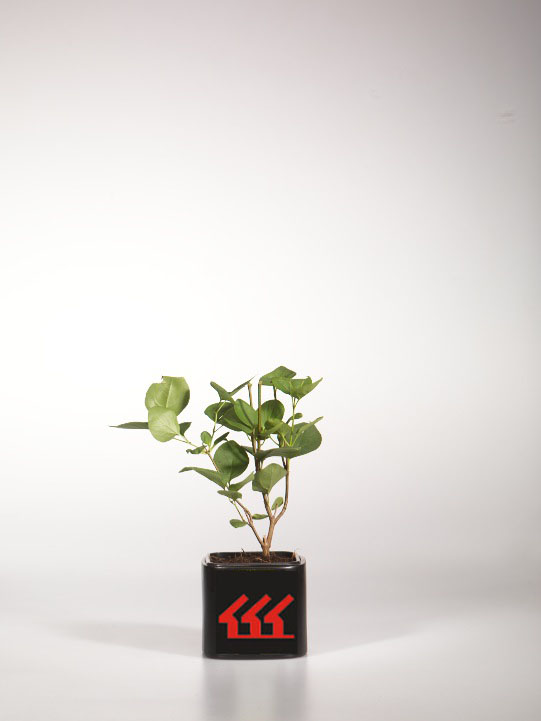 Бузок Гиацинтова Бузок Гиацинтова