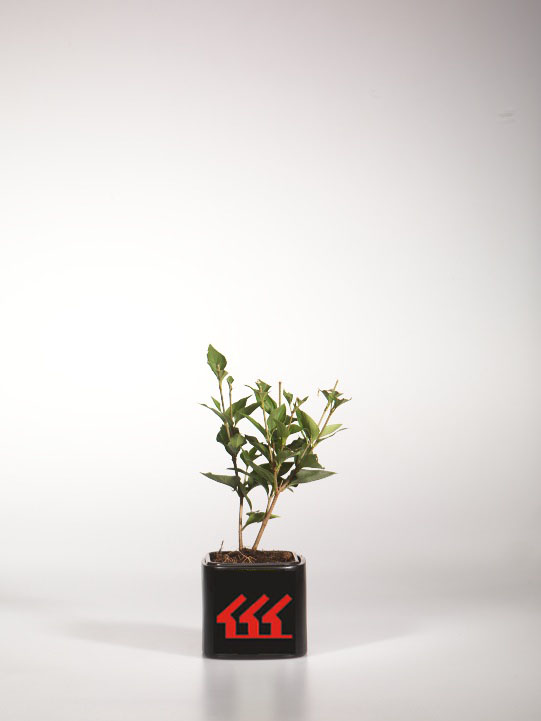 Бузок Раскидиста Бузок Раскидиста