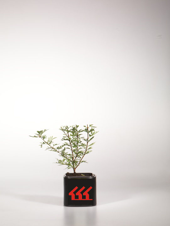 Бузок Китайська Бузок Китайська