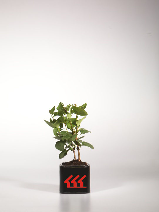 Бузок Звичайний Бузок Звичайний