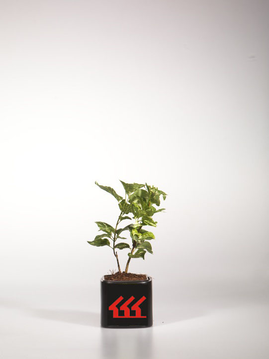 Бузок Звичайний Бузок Звичайний