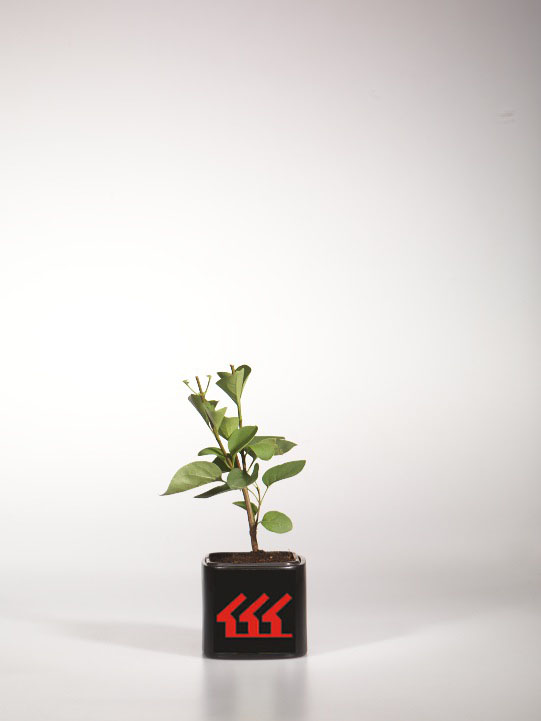 Бузок Звичайний Бузок Звичайний