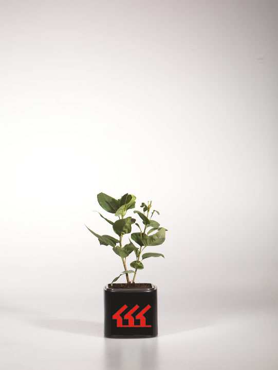 Бузок Звичайний Бузок Звичайний