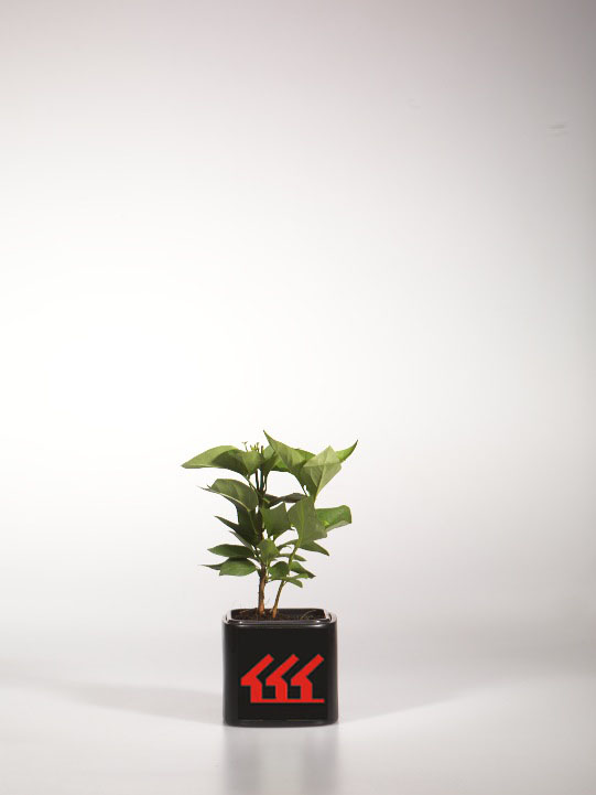 Бузок Звичайний Бузок Звичайний