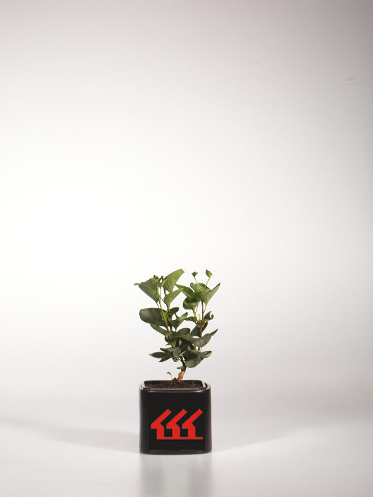 Бузок Звичайний Бузок Звичайний