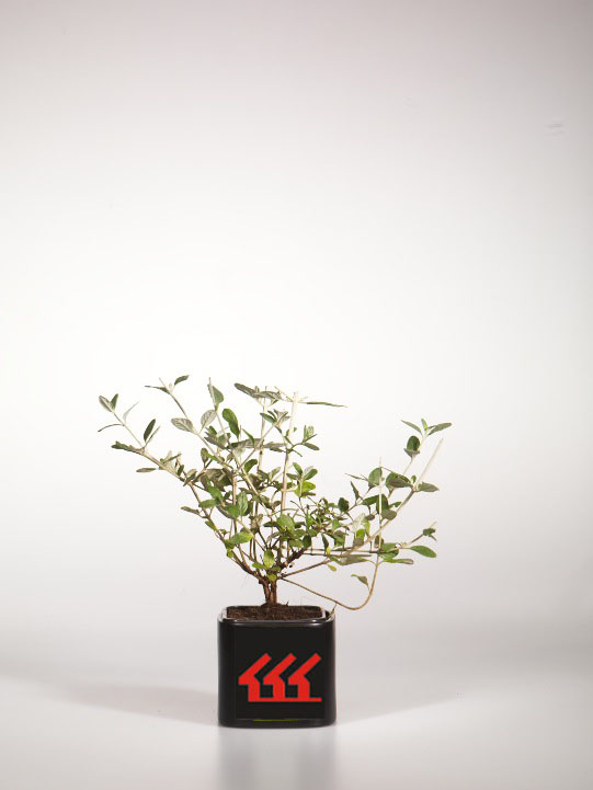 Теукриум Фруктовий Теукриум Фруктовий