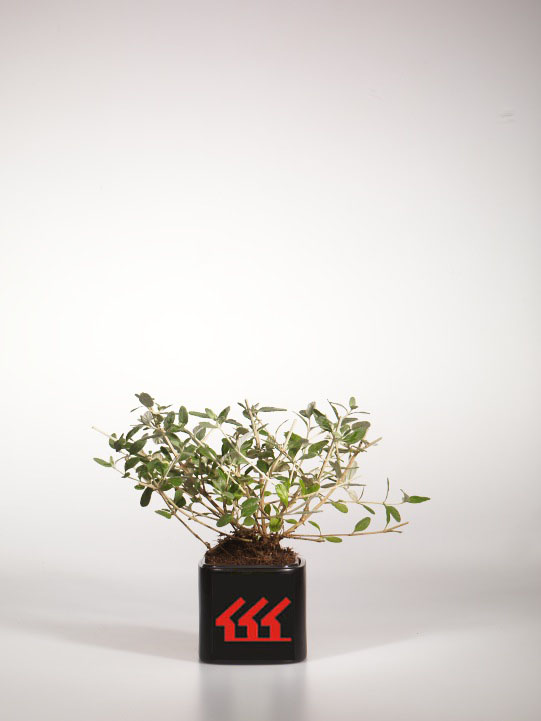 Теукриум Фруктовий Теукриум Фруктовий