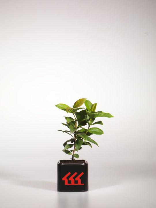 Трахелоспермум Жасміновий Трахелоспермум Жасміновий