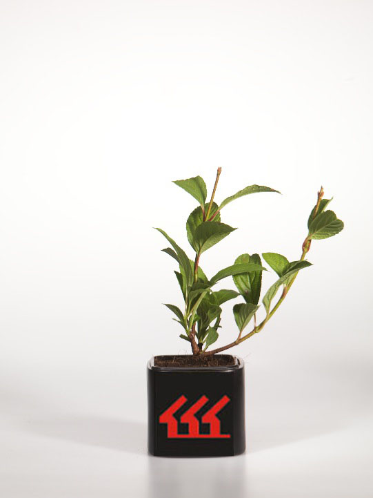 Калина Боднантенська Калина Боднантенська