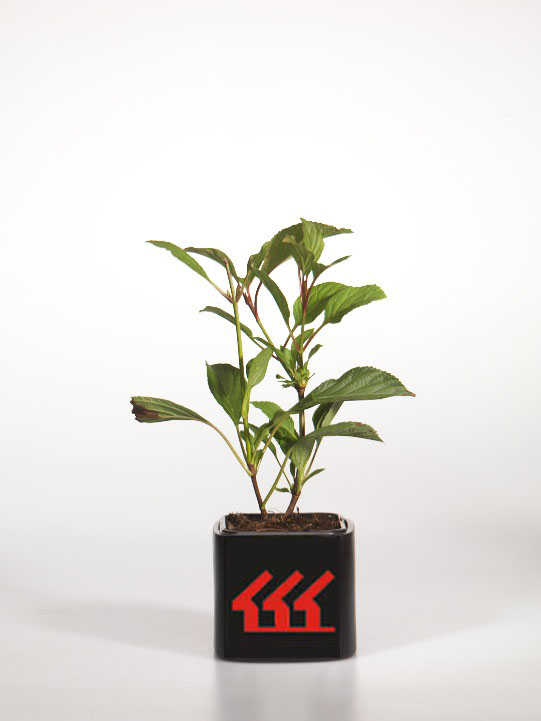 Калина Боднантенська Калина Боднантенська