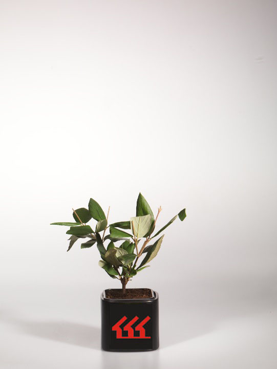 Калина Бурквуда Калина Бурквуда