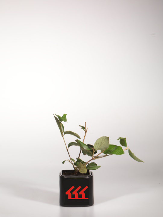 Калина Бурквуда Калина Бурквуда