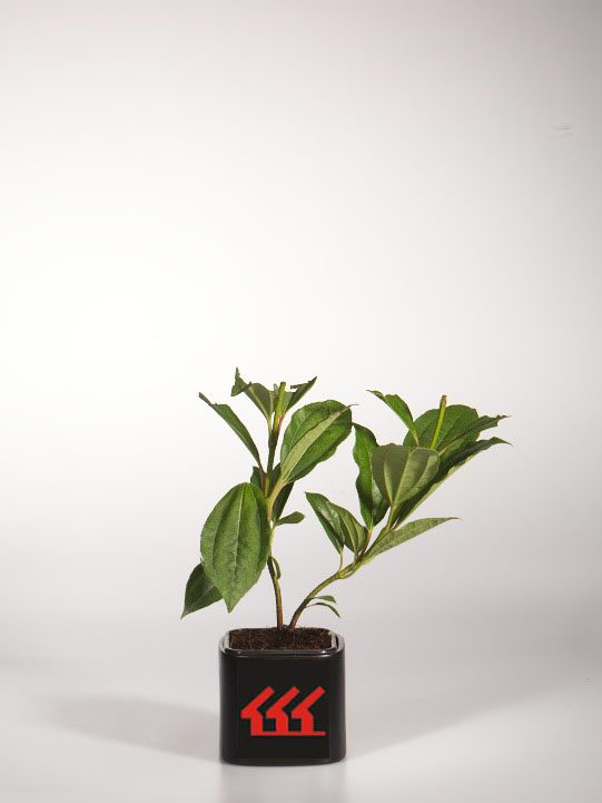 Калина Давида Калина Давида