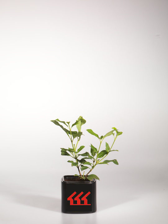 Калина Куляста Калина Куляста