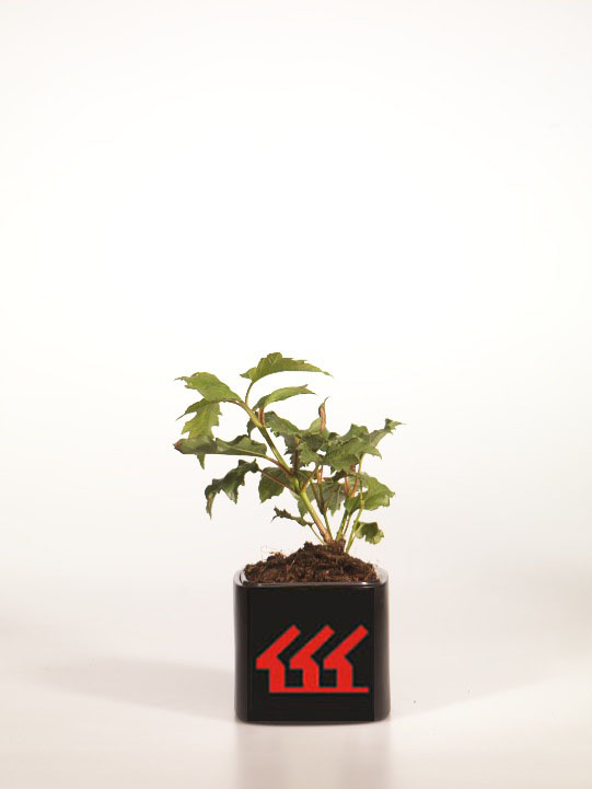 Калина Звичайний Калина Звичайний