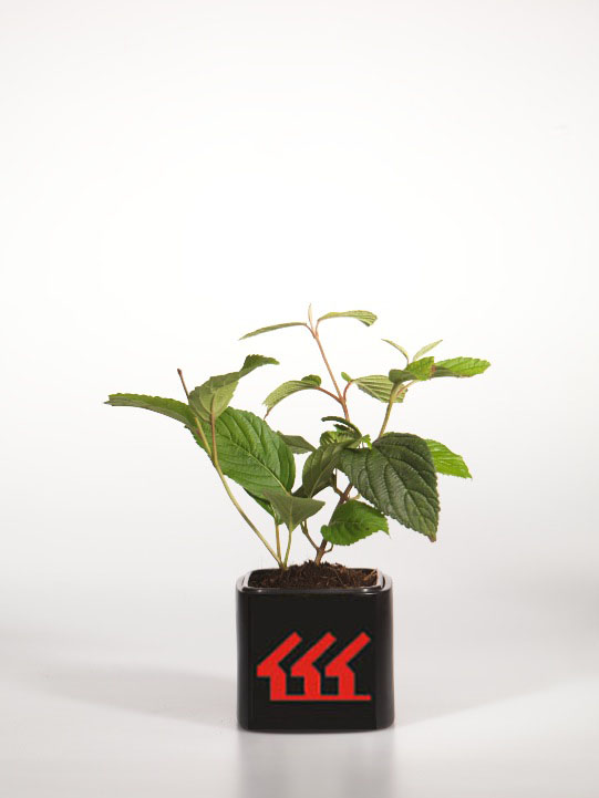 Калина Складчата Калина Складчата