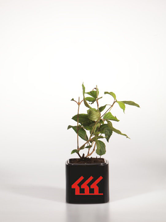 Калина Складчата Калина Складчата