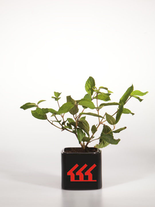 Калина Складчата Калина Складчата