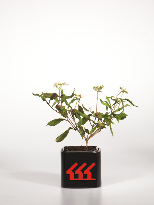 Калина Складчата Калина Складчата