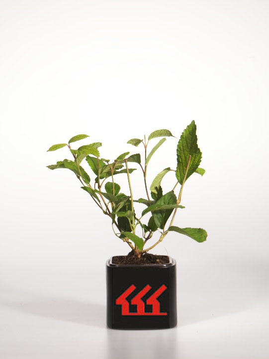 Калина Складчата Калина Складчата