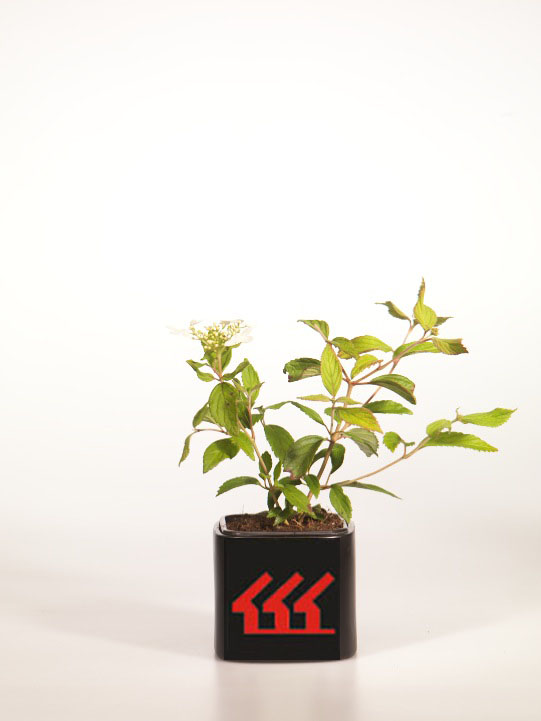 Калина Складчата Калина Складчата