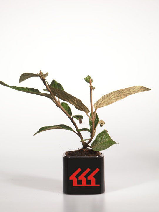 Калина Морщинолистна Калина Морщинолистна