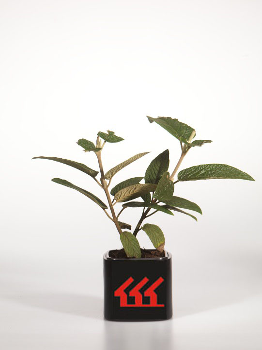 Калина Морщинолистна Калина Морщинолистна