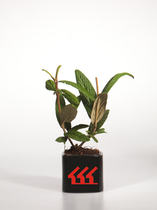 Калина Морщинолистна Калина Морщинолистна