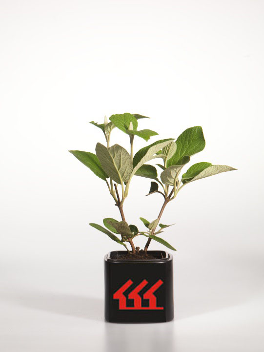 Калина Морщинолистна Калина Морщинолистна