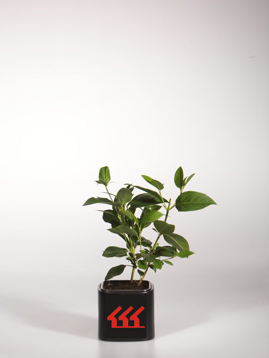 Калина Вечнозелена Калина Вечнозелена