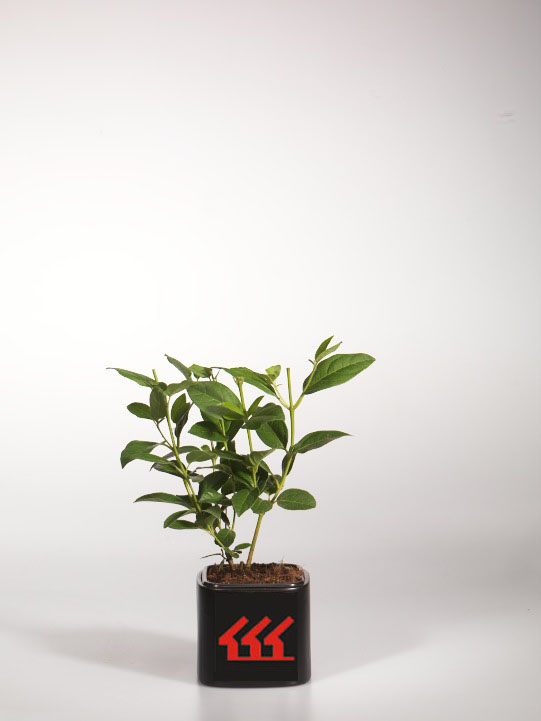 Калина Вечнозелена Калина Вечнозелена