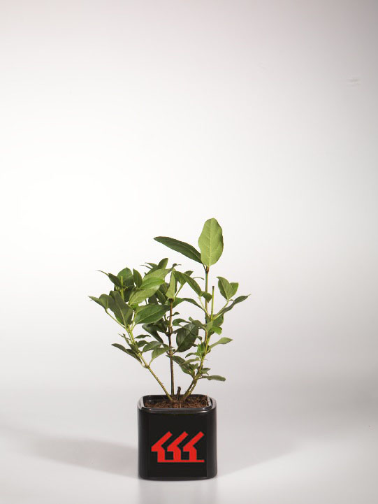 Калина Вечнозелена Калина Вечнозелена