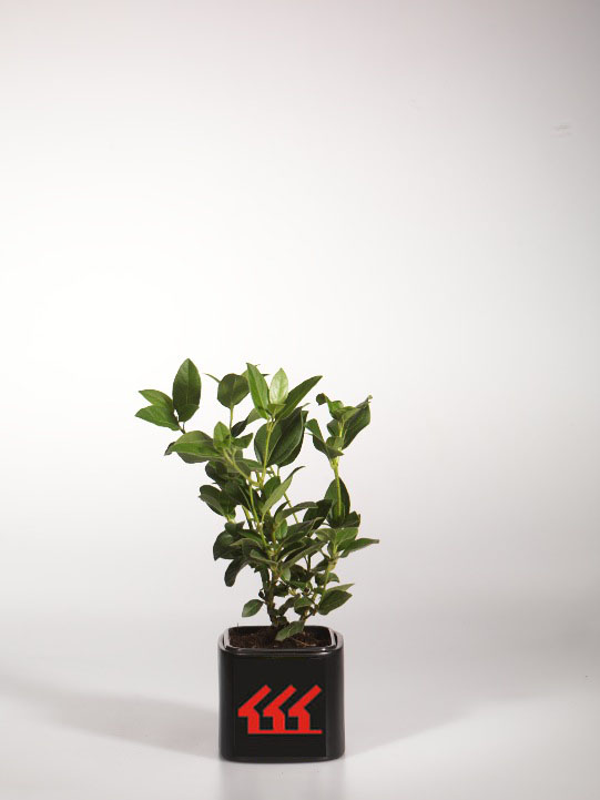 Калина Вечнозелена Калина Вечнозелена