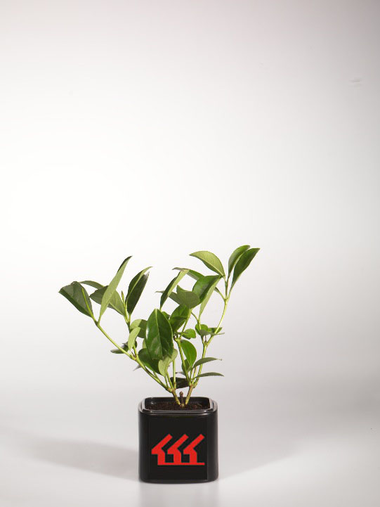 Калина Вечнозелена Калина Вечнозелена