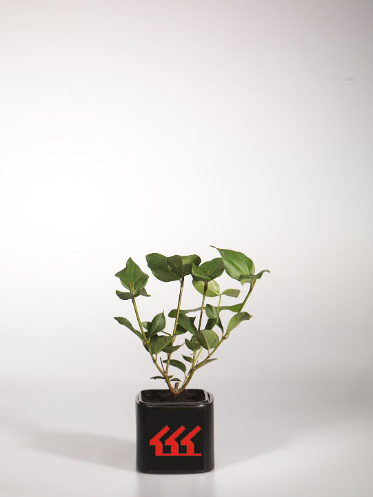 Калина Вечнозелена Калина Вечнозелена