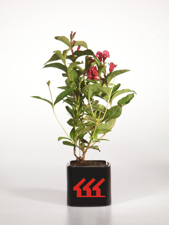 Вейгела Вейгела