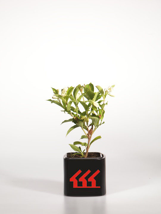 Вейгела Вейгела