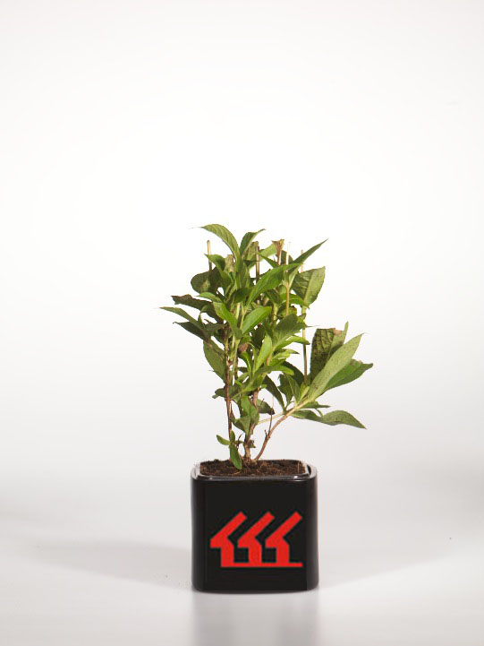 Вейгела Вейгела