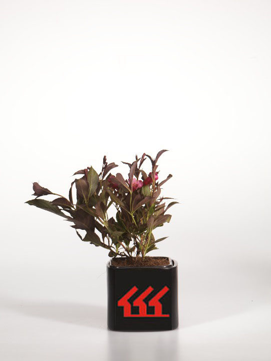 Вейгела квітуча Вейгела квітуча