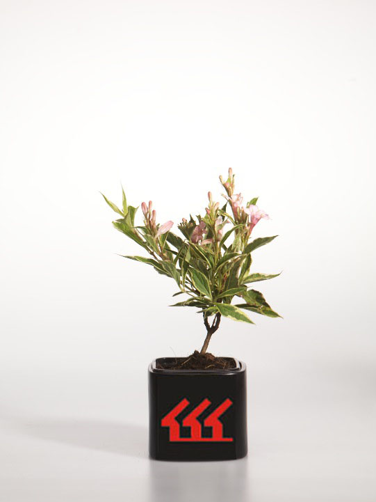 Вейгела Вейгела