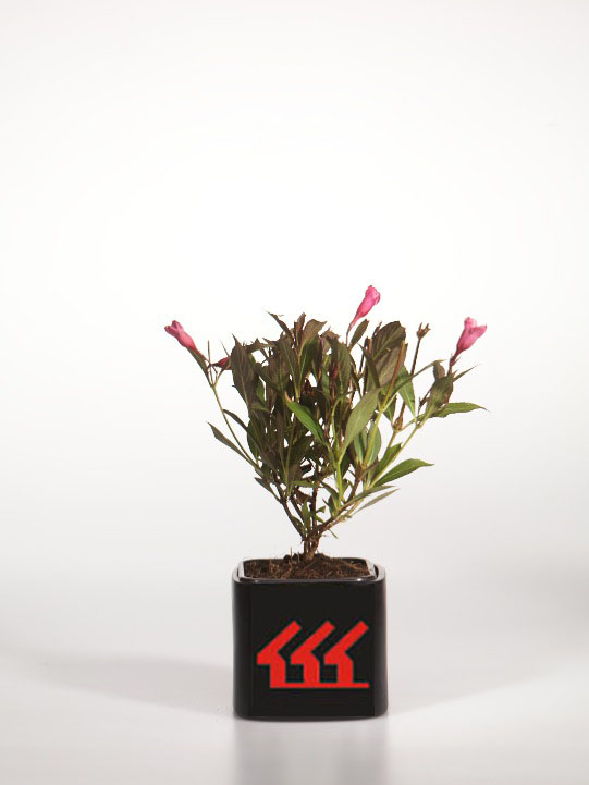 Вейгела квітуча Вейгела квітуча