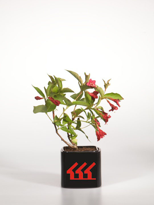 Вейгела Вейгела